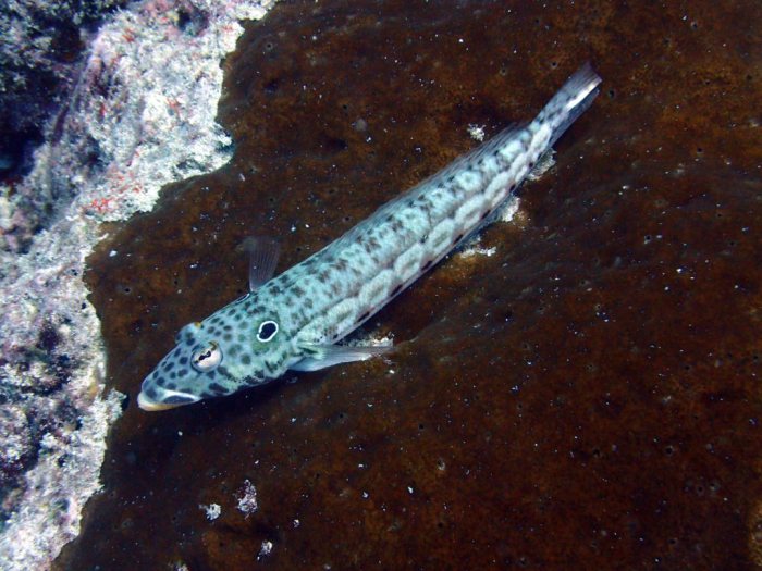 Parapercis clathrata