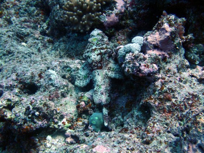 Scorpaenopsis macrochir