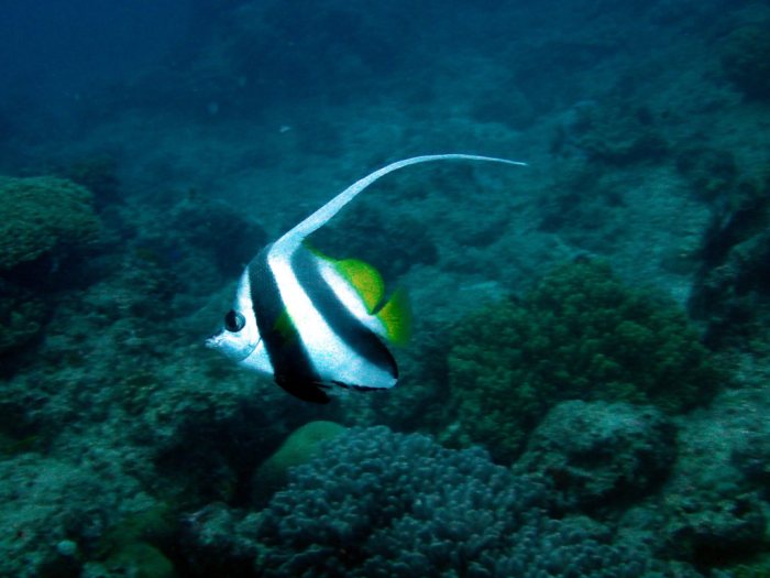 Heniochus acuminatus