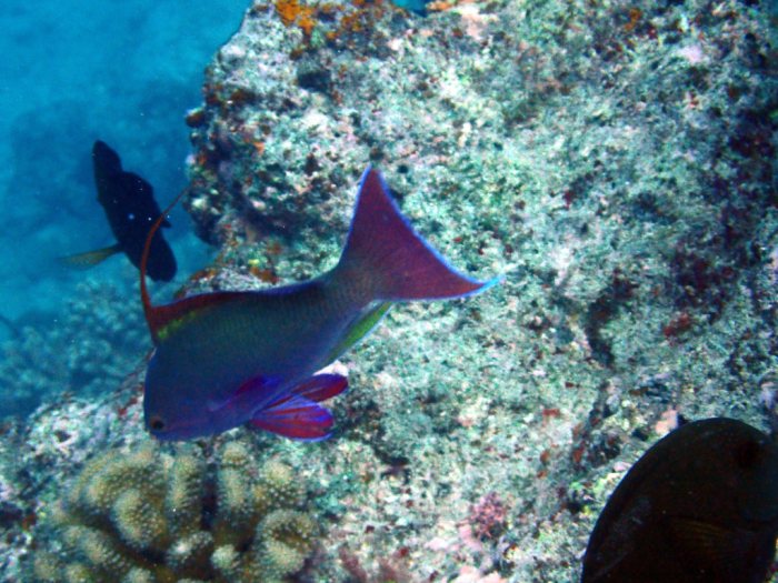 Pseudanthias squamipinnis