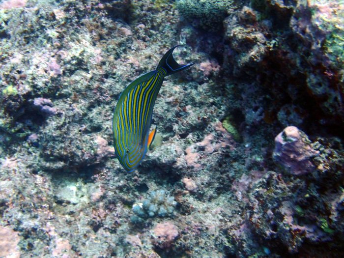Acanthurus lineatus