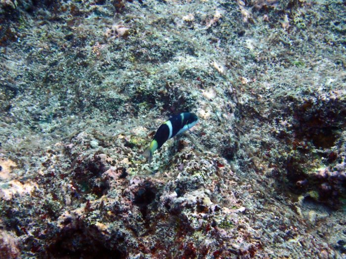 Thalassoma nigrofasciatum
