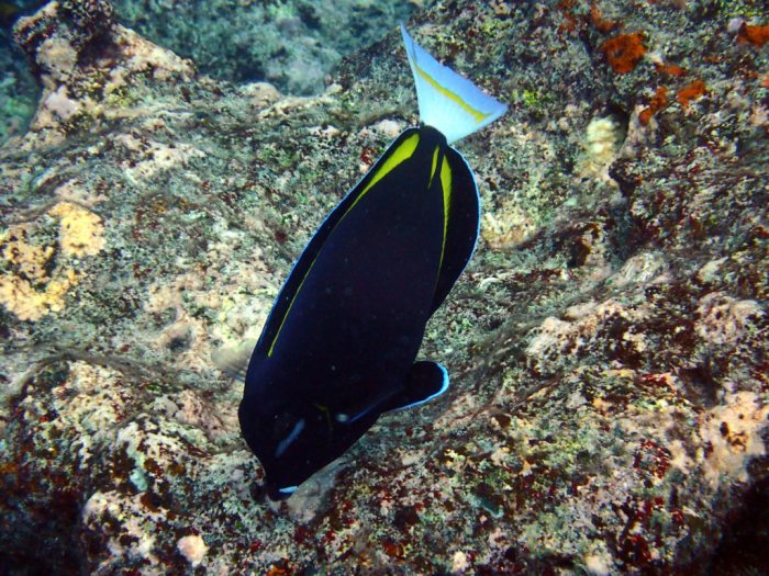 Stegastes nigricans