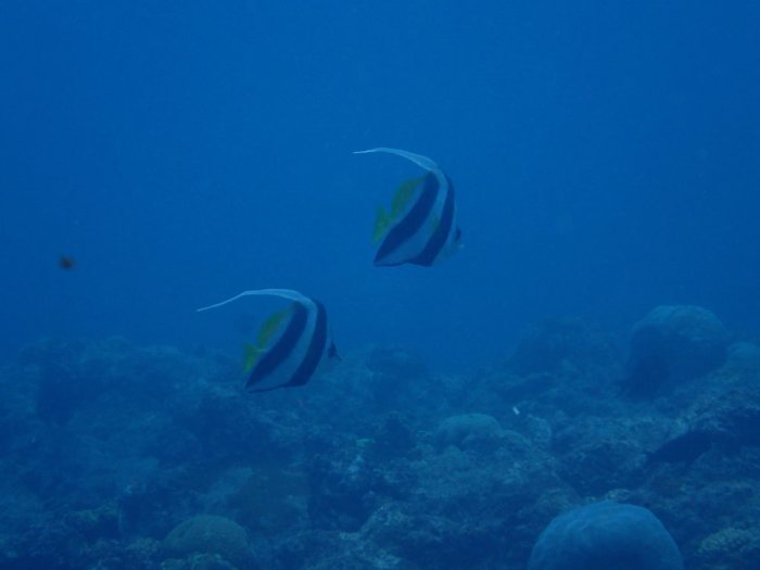 Heniochus acuminatus