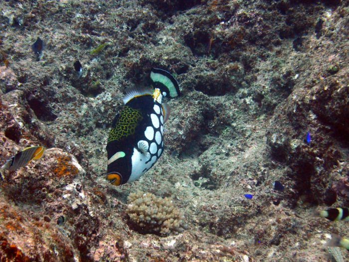 Balistoides conspicillum