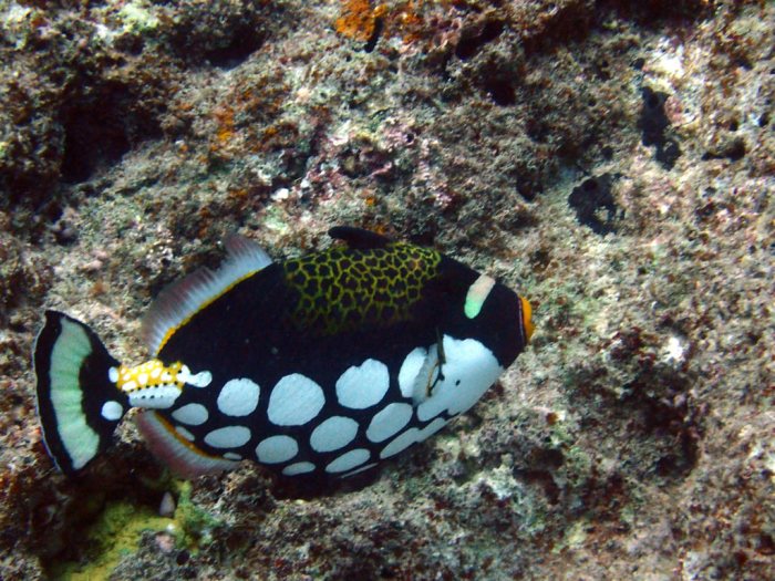Balistoides conspicillum