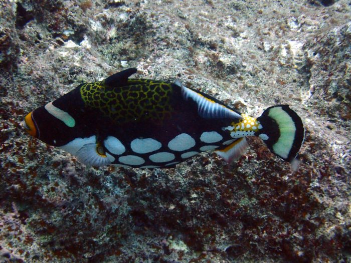 Balistoides conspicillum