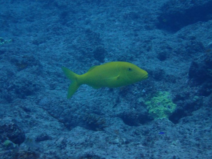 Parupeneus cyclostomus