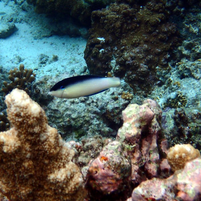 Anampses neoguinaicus
