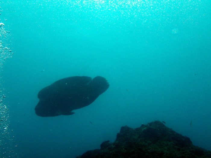 Cheilinus undulatus