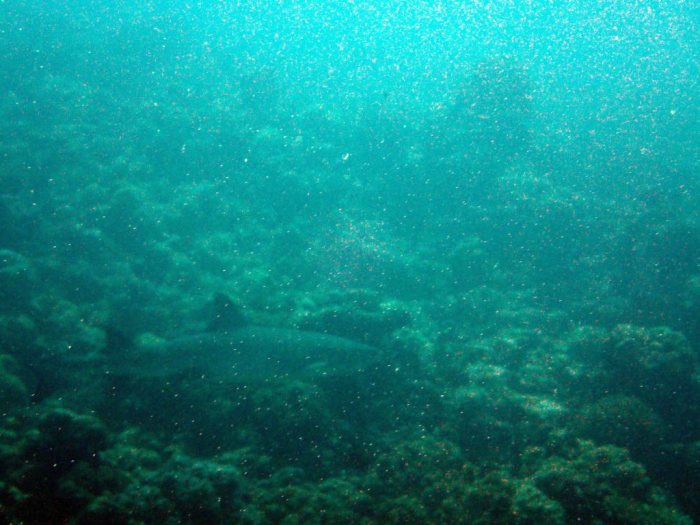 Requin à pointe blanche du lagon