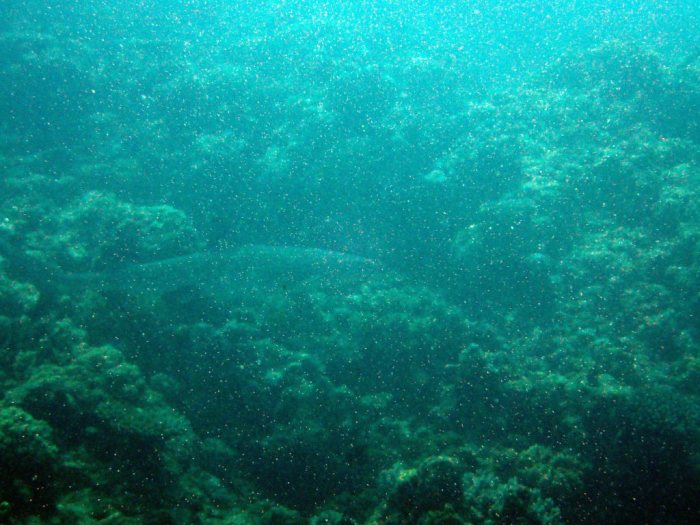 Requin à pointe blanche du lagon