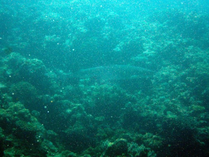 Requin à pointe blanche du lagon