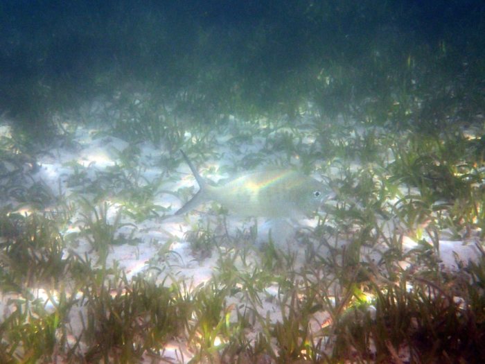 Gerres longirostris