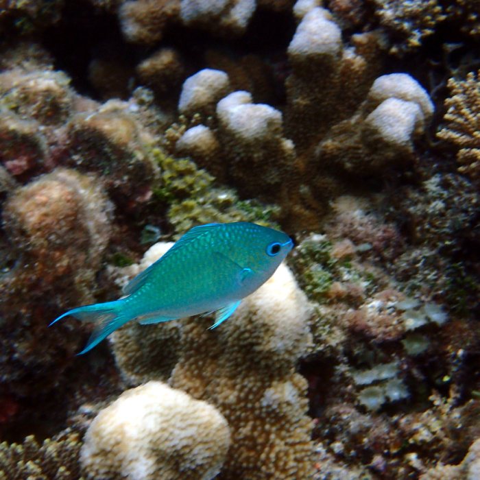 Chromis viridis
