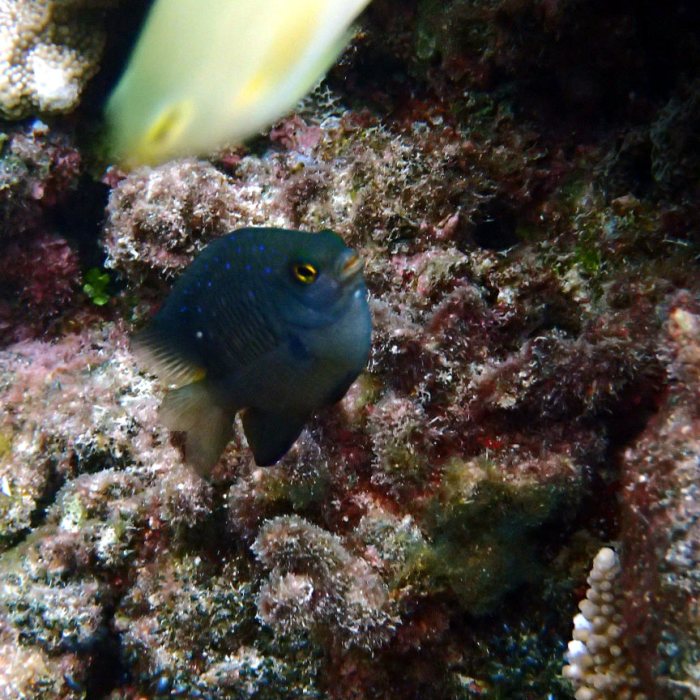 Plectroglyphidodon lacrymatus