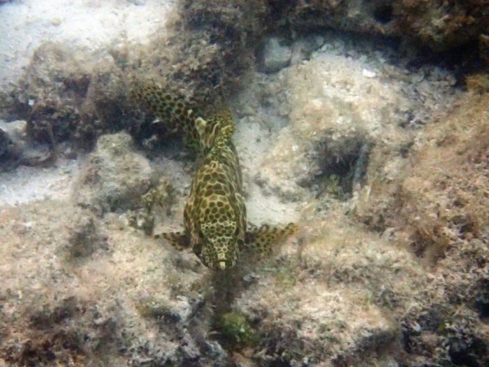 Epinephelus merra