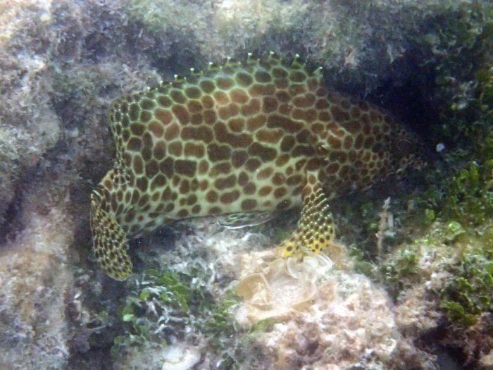 Epinephelus merra