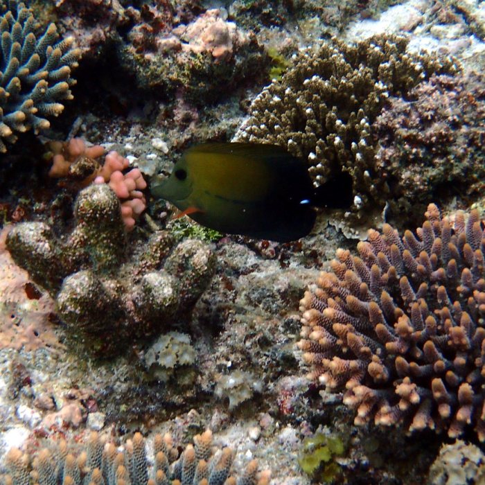 Zebrasoma scopas