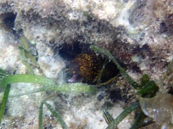 Echidna nebulosa