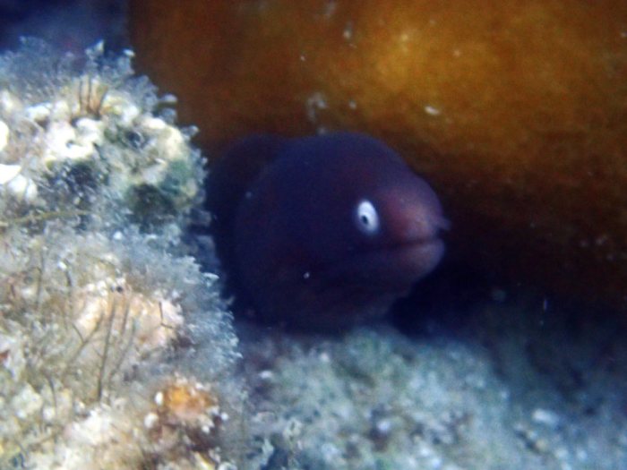 Gymnothorax thyrsoideus