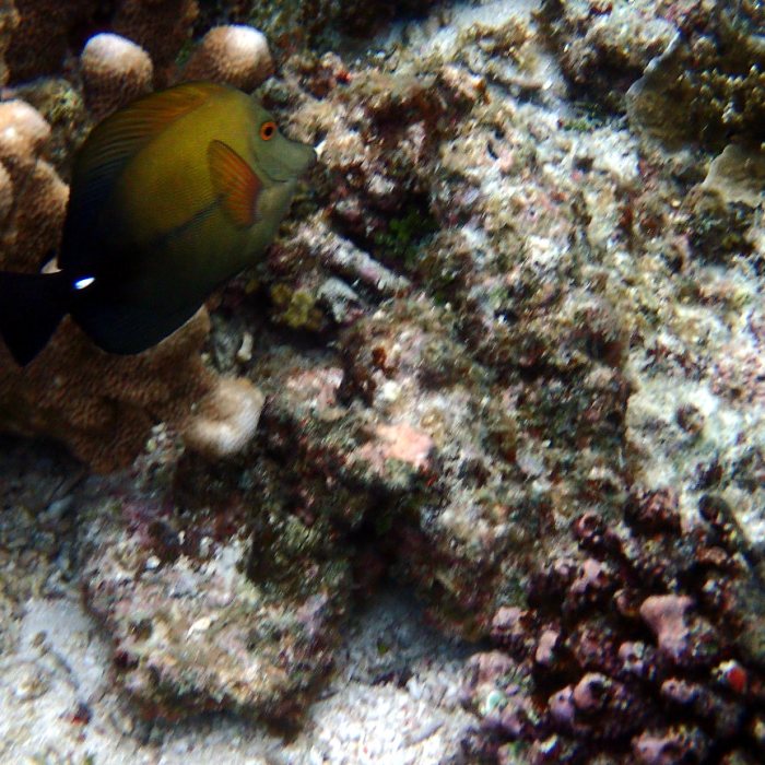 Zebrasoma scopas