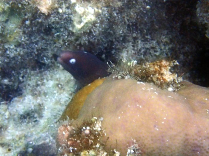 Gymnothorax thyrsoideus