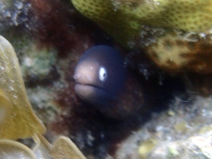 Gymnothorax thyrsoideus