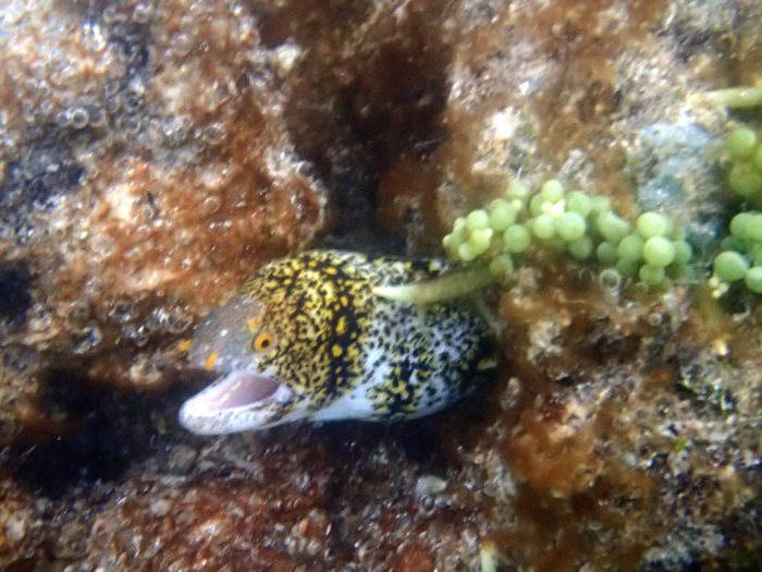 Echidna nebulosa