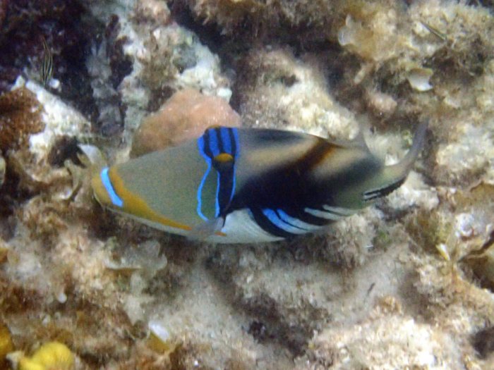 Rhinecanthus aculeatus