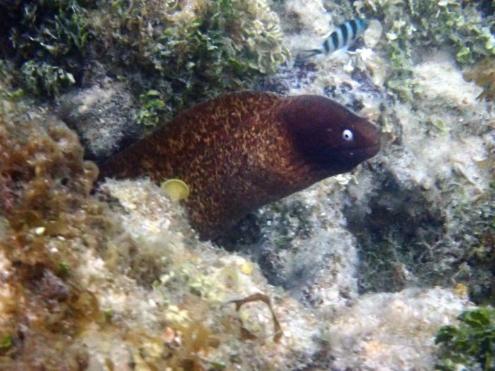Gymnothorax thyrsoideus