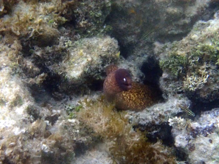 Gymnothorax thyrsoideus