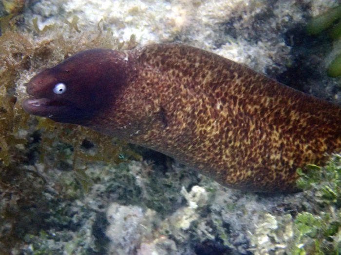 Gymnothorax thyrsoideus