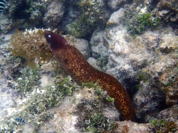 Gymnothorax thyrsoideus