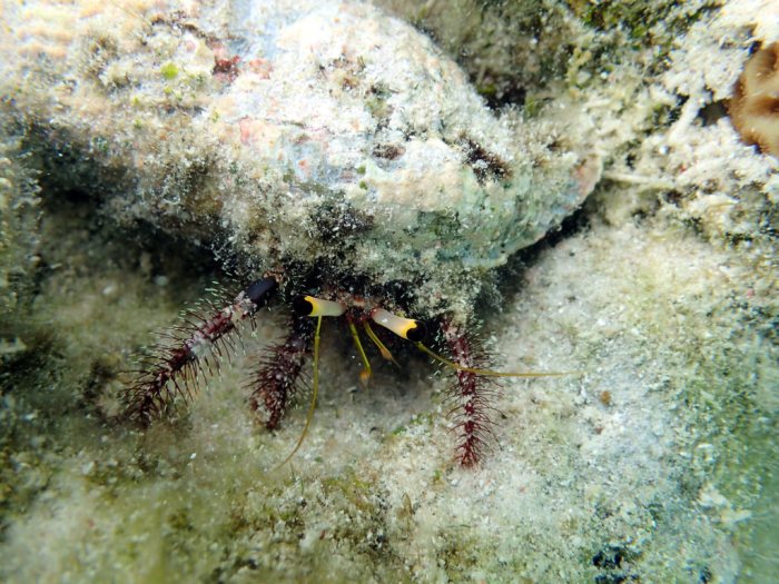 Dardanus lagopodes
