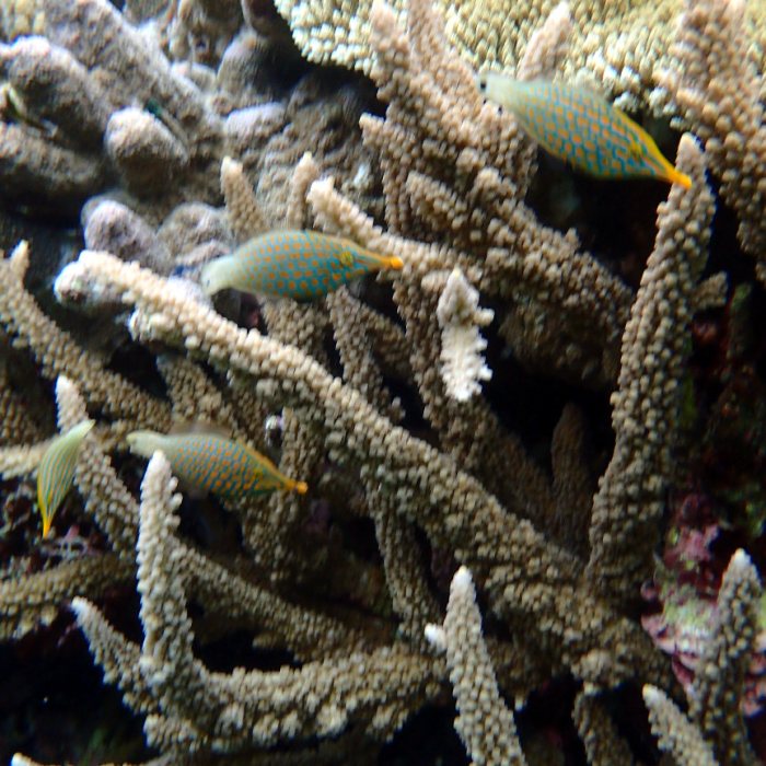 Oxymonacanthus longirostris