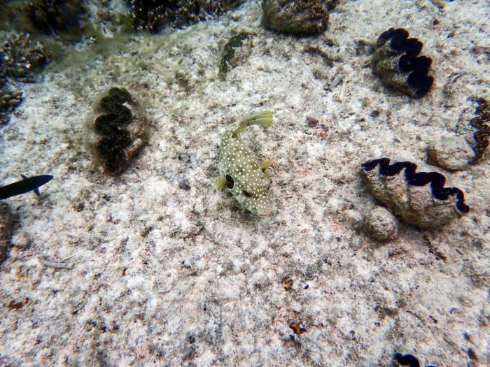 Arothron hispidus