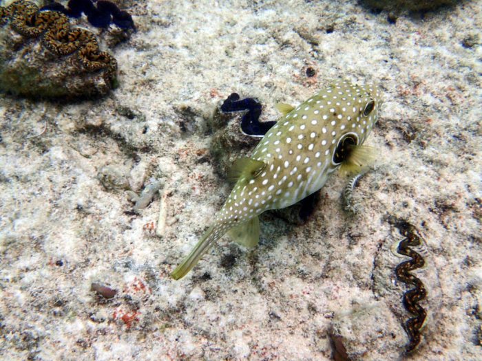 Arothron hispidus