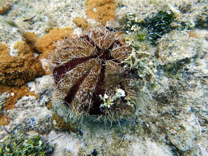 Tripneustes gratilla