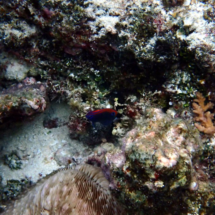 Pomacentrus bankanensis