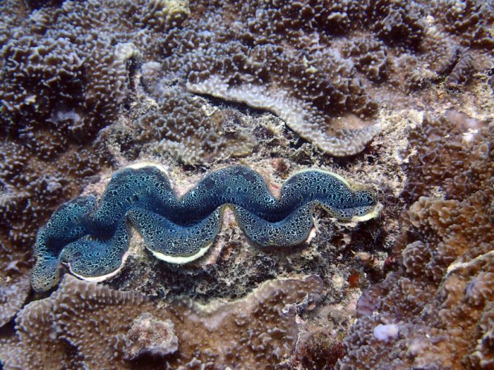 Bénitier