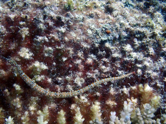 Corythoichthys ocellatus