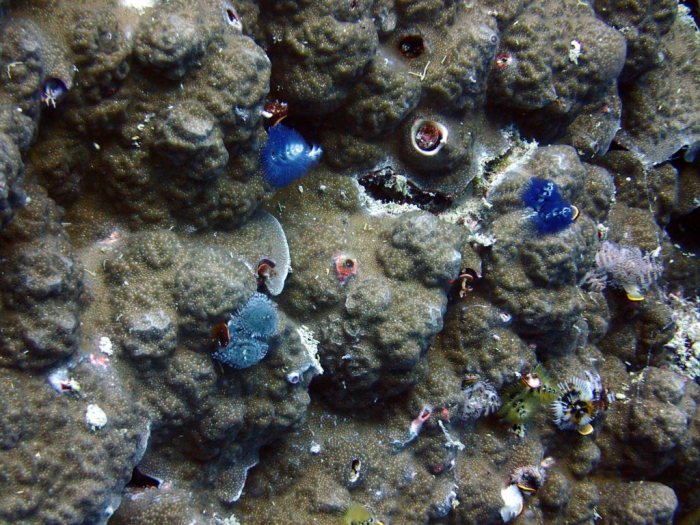 Spirobranchus corniculatus