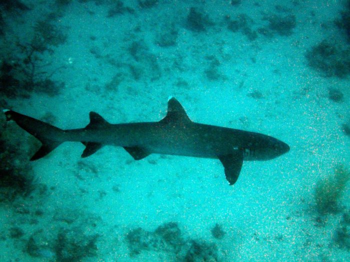 Requin à pointe blanche du lagon