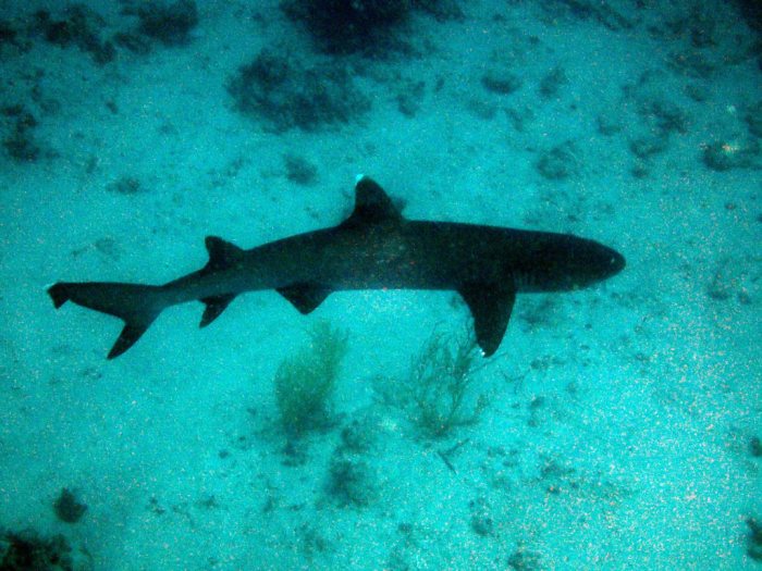 Requin à pointe blanche du lagon
