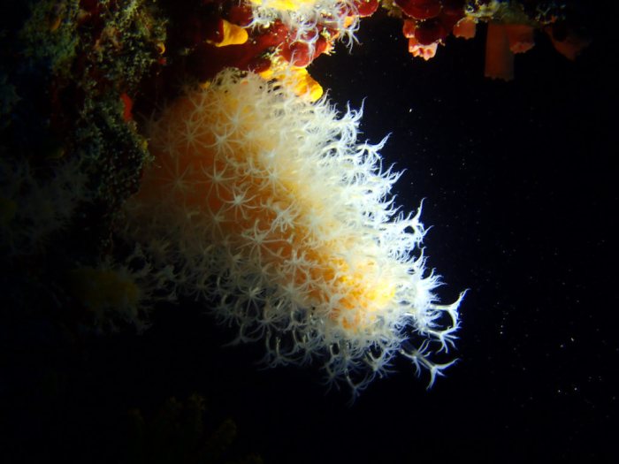 Paraminabea sp.