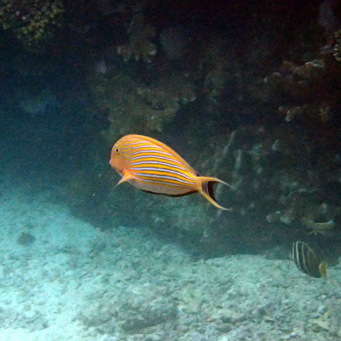 Acanthurus lineatus