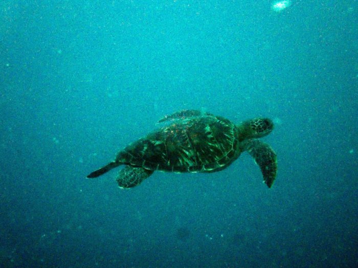 Chelonia mydas (tortue verte)