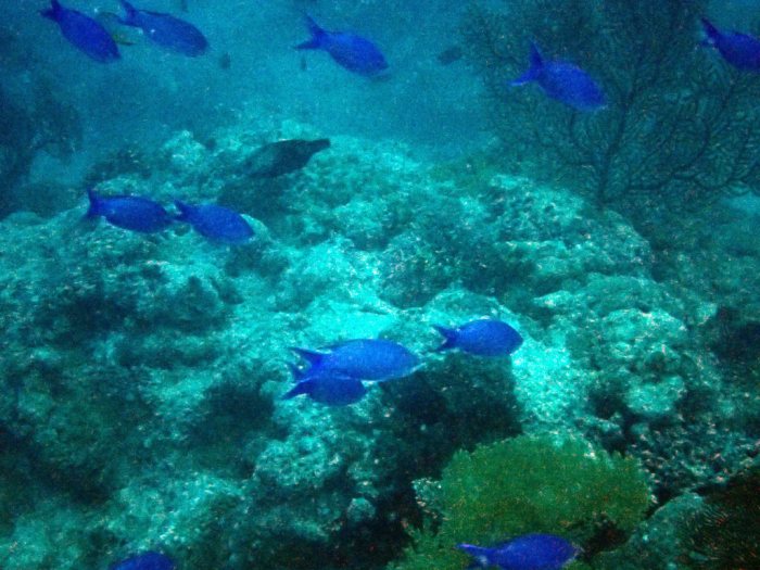 Pseudanthias pascalus