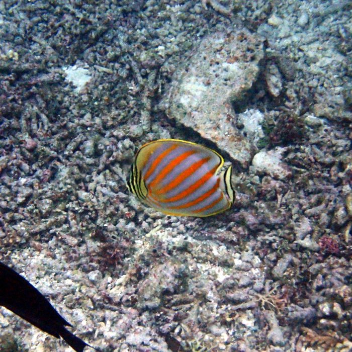 Chaetodon ornatissimus